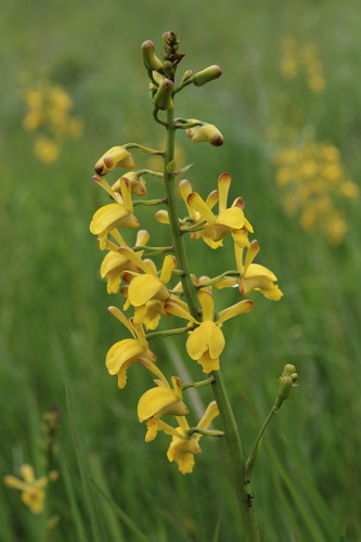 Vlei Harlequin