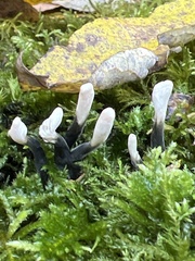 Xylaria hypoxylon