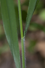 Hordelymus europaeus