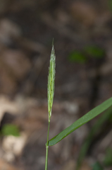Hordelymus europaeus