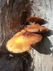 Agaricineae