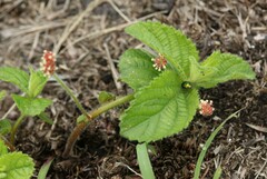 Acalypha punctata