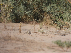 Xerospermophilus spilosoma