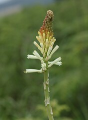 Kniphofia gracilis