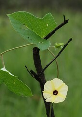 Hewittia malabarica