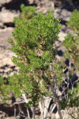 Peucephyllum schottii