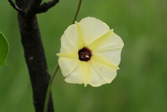 Hewittia malabarica