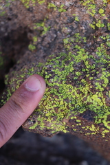 Acarosporaceae