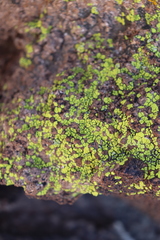 Acarosporaceae