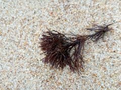 Furcellaria lumbricalis