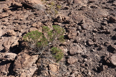 Peucephyllum schottii