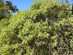 Myoporum laetum