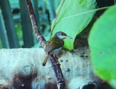 Orthotomus castaneiceps