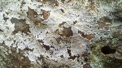 Trapelia placodioides