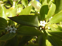 Myoporum laetum