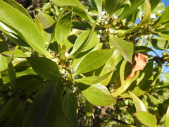 Myoporum laetum