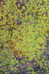 Acarosporaceae
