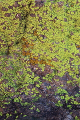 Acarosporaceae