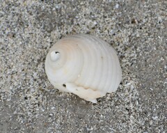 Semicassis granulata