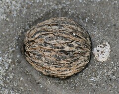 Juglans