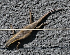 Trachylepis punctatissima