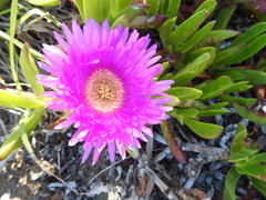 Carpobrotus