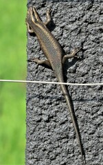 Trachylepis punctatissima