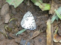 Tuxentius margaritaceus