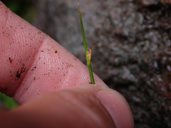 Juncus drummondii