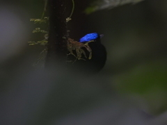 Lepidothrix velutina