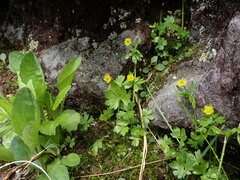 Ranunculus eschscholtzii