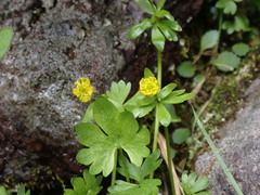 Ranunculus eschscholtzii