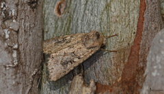 Mythimna languida