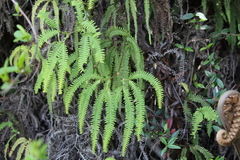 Sticherus squamulosus