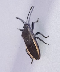 Catorhintha selector