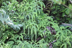 Sticherus squamulosus