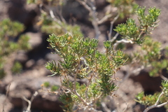 Peucephyllum schottii