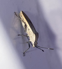 Catorhintha selector