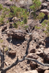 Peucephyllum schottii