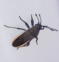 Catorhintha selector