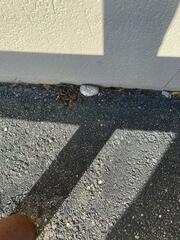 Neolentinus ponderosus