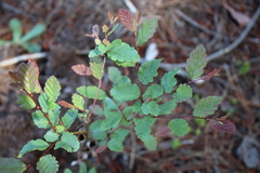 Nothofagus obliqua