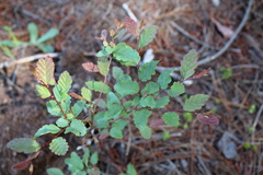 Nothofagus obliqua