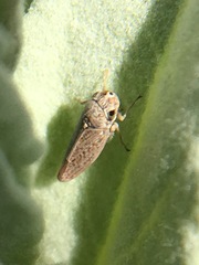 Amphigonalia severini