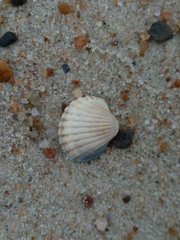 Cerastoderma