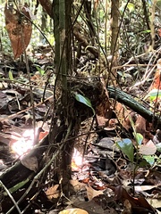 Ramphocaenus melanurus