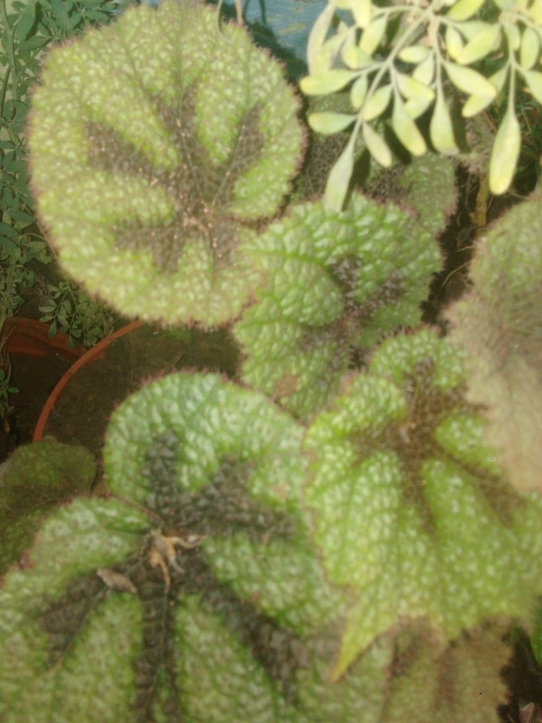Бегонія масоніана — Begonia masoniana