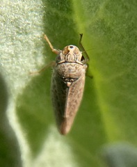 Amphigonalia severini