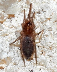 Falconina gracilis