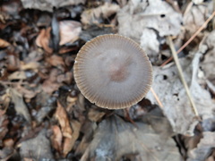 Mycena alcalina